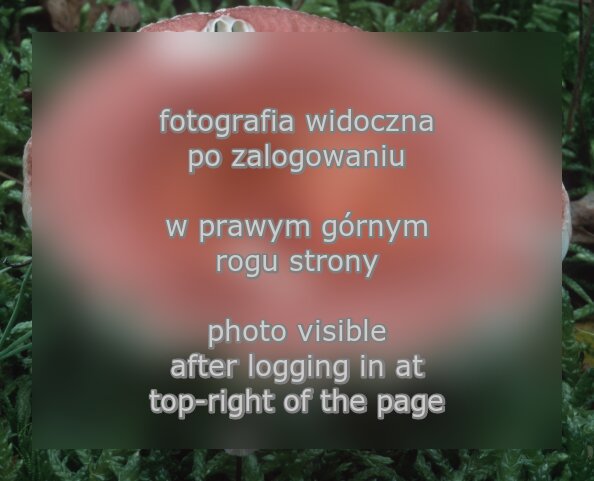 Russula velenovskyi (gołąbek ceglastoczerwony)