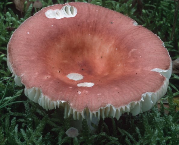 Russula velenovskyi (gołąbek ceglastoczerwony)