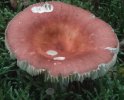 Russula velenovskyi (gołąbek ceglastoczerwony)