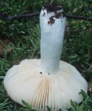 Russula velenovskyi (gołąbek ceglastoczerwony)