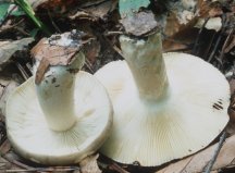 Russula cicatricata