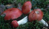 Russula emetica (gołąbek wymiotny)