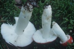 Russula emetica (gołąbek wymiotny)