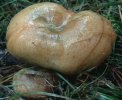 Lactarius deterrimus (mleczaj świerkowy)