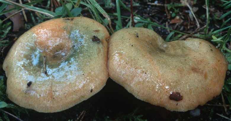 Lactarius deterrimus (mleczaj świerkowy)