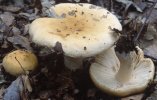 Russula fellea (gołąbek żółciowy)