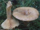 Lactarius deliciosus (mleczaj rydz)