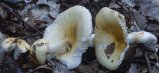 Russula solaris (gołąbek słoneczny)