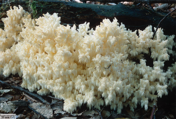 Hericium coralloides (soplówka bukowa)