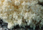 Hericium coralloides (soplówka bukowa)