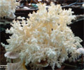 Hericium coralloides (soplówka bukowa)