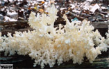 Hericium coralloides (soplówka bukowa)