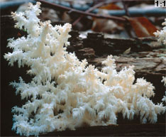 Hericium coralloides (soplówka bukowa)