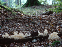 Hericium coralloides (soplówka bukowa)