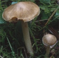 Unidentified-Inocybe