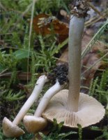 Unidentified-Inocybe