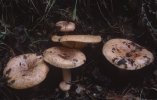 Lactarius deliciosus (mleczaj rydz)