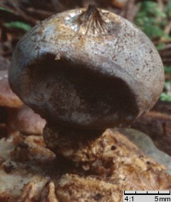 Geastrum pectinatum (gwiazdosz długoszyjkowy)