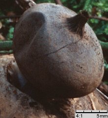 Geastrum pectinatum (gwiazdosz długoszyjkowy)