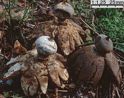 Geastrum pectinatum (gwiazdosz długoszyjkowy)