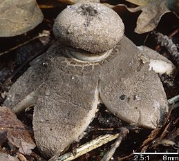 Geastrum pectinatum (gwiazdosz długoszyjkowy)