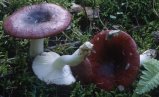 Unidentified-Russula