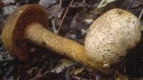 Pseudoboletus parasiticus (borowikowiec tęgoskórowy)