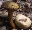 Pseudoboletus parasiticus (borowikowiec tęgoskórowy)