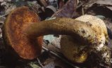 Pseudoboletus parasiticus (borowikowiec tęgoskórowy)