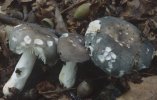 Unidentified-Russula