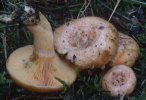 Lactarius deliciosus (mleczaj rydz)