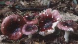 Russula fragilis (gołąbek kruchy)