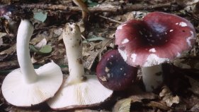 Russula fragilis (gołąbek kruchy)