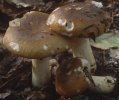 Unidentified-Russula