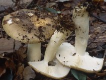 Unidentified-Russula