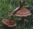 Unidentified-Cortinarius