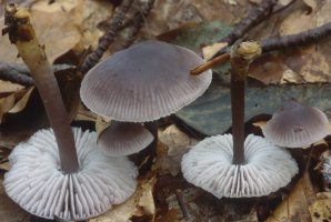 Unidentified-Mycena