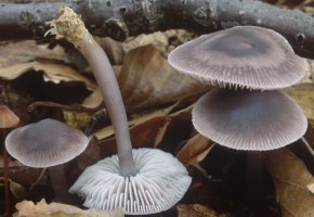 Unidentified-Mycena