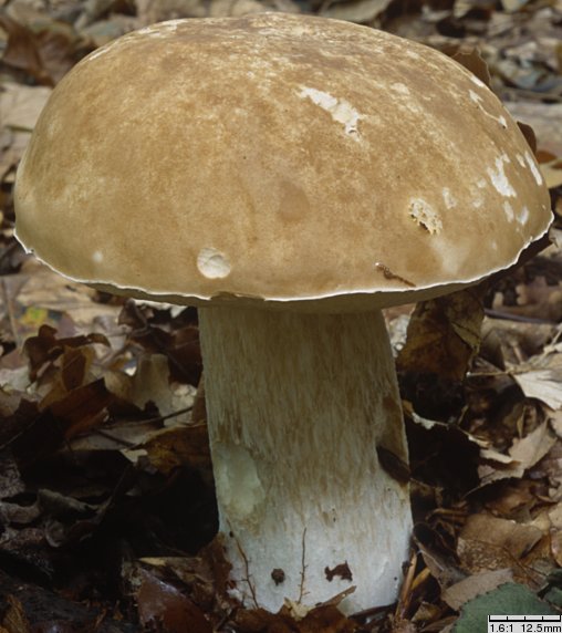 Boletus reticulatus (borowik usiatkowany)