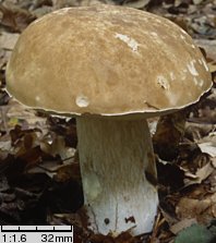 Boletus reticulatus (borowik usiatkowany)