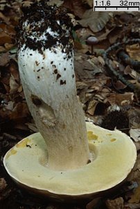 Boletus reticulatus (borowik usiatkowany)