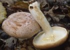 Lactarius chrysorrheus (mleczaj złocisty)