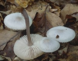 Unidentified-Mycena