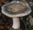 Russula ionochlora (gołąbek fiołkowozielony)