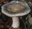 Unidentified-Russula