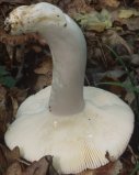 Unidentified-Russula