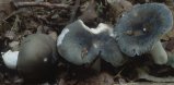 Russula parazurea (gołąbek chmurny)