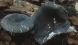 Russula parazurea (gołąbek chmurny)