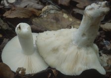 Russula parazurea (gołąbek chmurny)