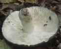 Unidentified-Russula